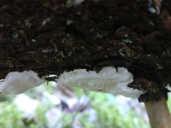 Heterobasidion parviporum