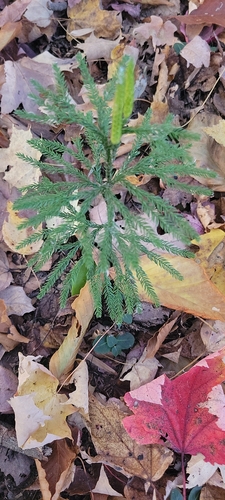 Dendrolycopodium obscurum observed 2026-10-25