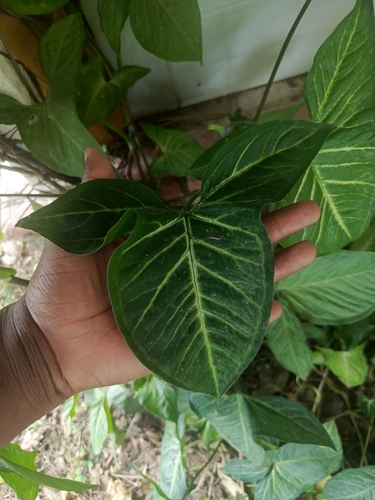 Syngonium angustatum observed 2026-10-25