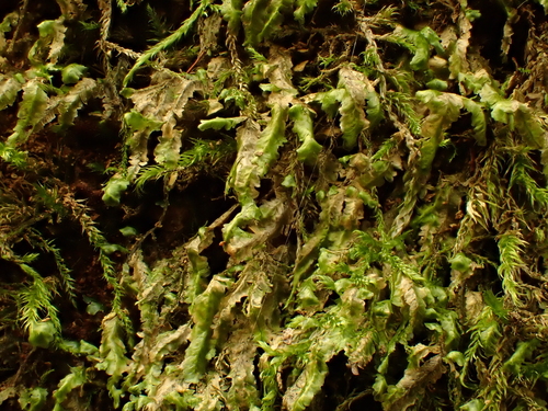 Homalia trichomanoides observed 2026-10-25