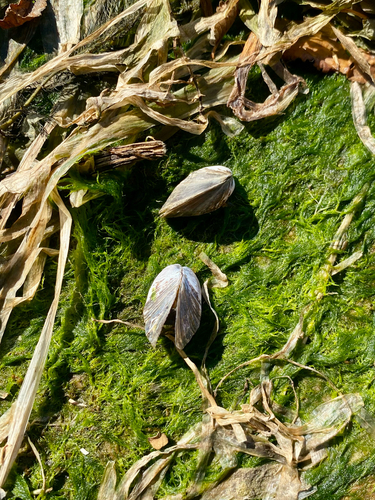 Dreissena polymorpha, 2026-10-25