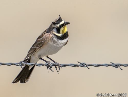 Horned Lark