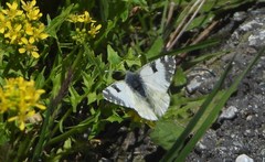 Euchloe simplonia