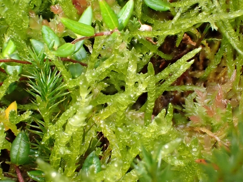Straminergon stramineum observed 2026-10-24