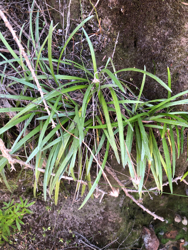 Celmisia gracilenta observed 2026-10-24