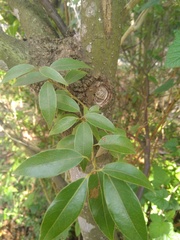 Litsea glaucescens