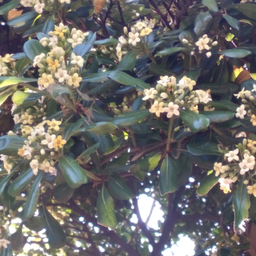 Pittosporum tobira observed 2026-10-25