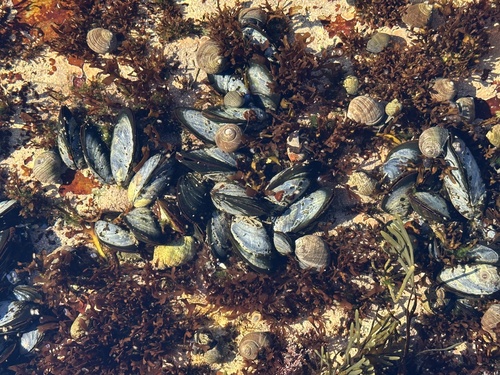 Mytilus edulis observed 2026-10-25