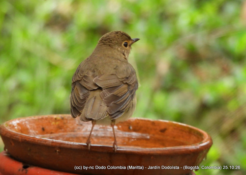 Catharus ustulatus observed 2026-10-25