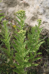 Pentanema germanicum