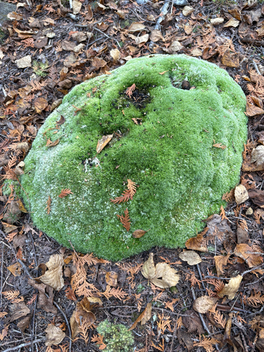 Leucobryum observed 2026-10-25