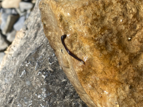 Erpobdella punctata