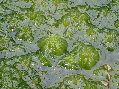 Sphagnum cuspidatum observed 2026-10-24