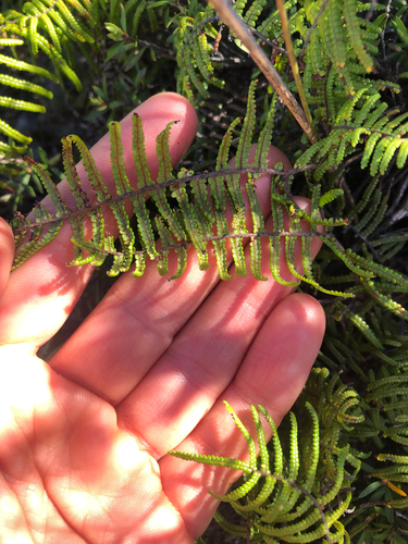 Gleichenia microphylla observed 2026-10-24