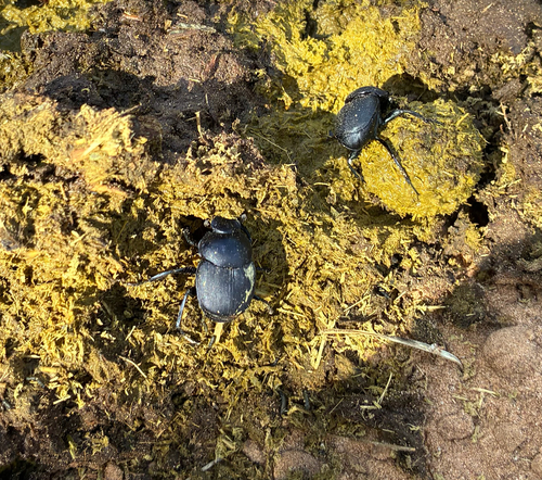 Dung Rollers