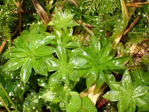 Rhodobryum roseum observed 2026-10-24