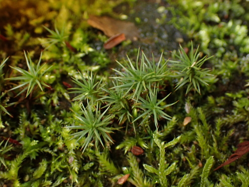 Polytrichum juniperinum observed 2026-10-25