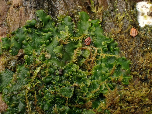Riccardia observed 2026-10-25