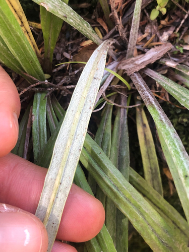 Celmisia gracilenta observed 2026-10-24