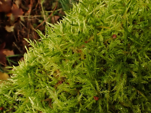 Calliergonella cuspidata observed 2026-10-25