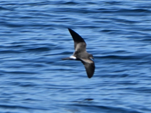 Oceanodroma observed 2026-10-25
