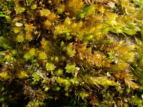 Platygyrium repens observed 2026-10-25