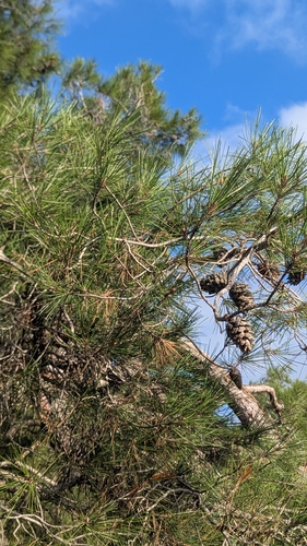 Pinus brutia observed 2026-10-24
