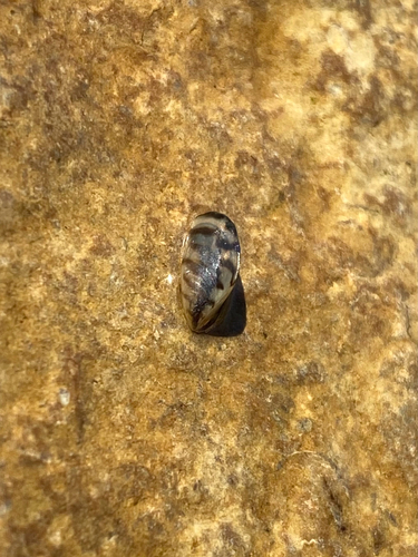 Dreissena polymorpha, 2026-10-25