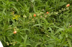 Sphaeralcea pedatifida