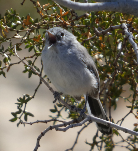 Black-tailed Gnatcatcher