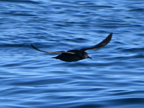Puffinus griseus observed 2026-10-25