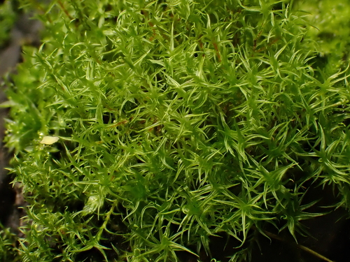 Ceratodon purpureus observed 2026-10-25