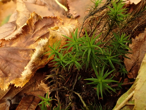 Polytrichum formosum observed 2026-10-25