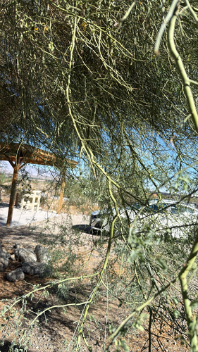 Parkinsonia florida observed 2026-10-25
