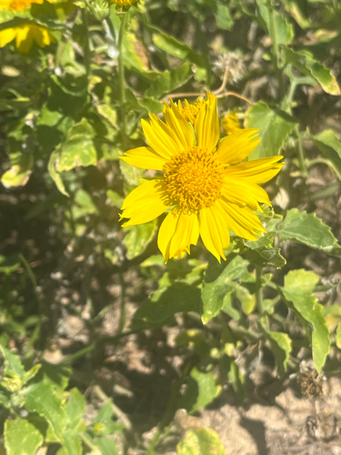 Verbesina encelioides observed 2026-10-24