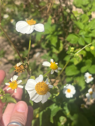 Bidens pilosa observed 2026-10-24