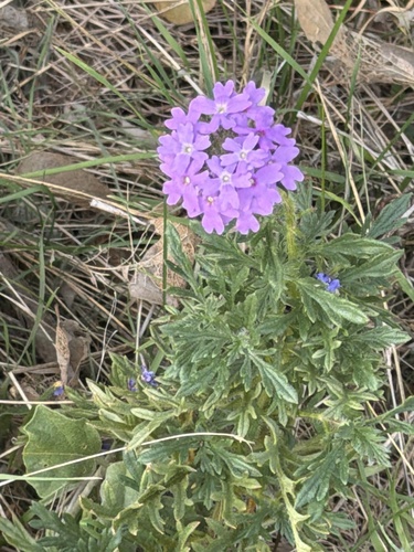 Dakota mock vervain