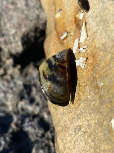 Dreissena polymorpha, 2026-10-25