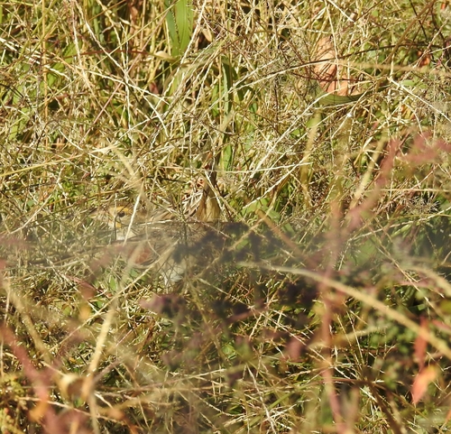 Dickcissel