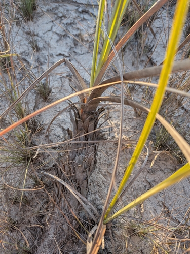 Lagenocarpus sabanensis, 2026-10-25