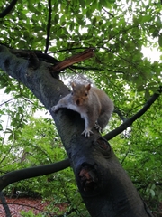 Sciurus carolinensis