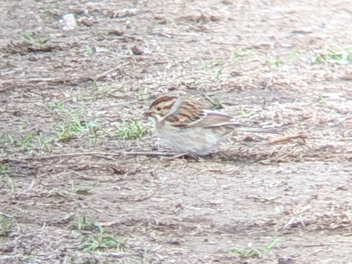 Clay-colored Sparrow