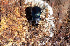Carabus convexus