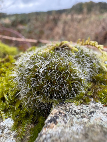 Grey-cushioned Grimmia