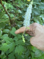 Actaea elata elata