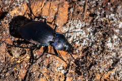 Carabus convexus