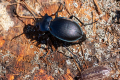 Carabus convexus