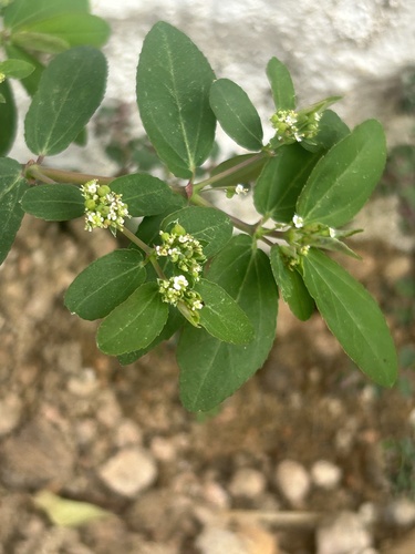 Euphorbia hypericifolia observed 2026-10-25