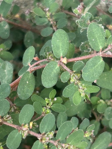 Euphorbia prostrata observed 2026-10-25