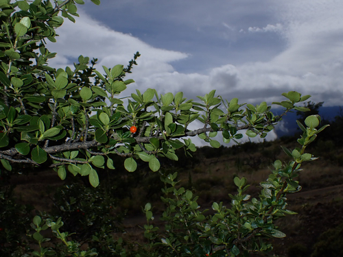 Coprosma montana observed 2026-10-24